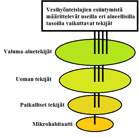 8 Kuva 1. Vesihyönteislajein esiintymistä määrittelevät useat alueelliset tasot. (Kuva on muokattu Poff (1997: 396) pohjalta.