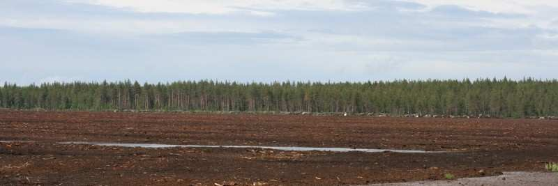 Tulviva turvesuo ukkoskuuron