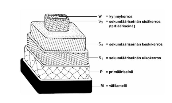 11 Kuva 3. Soluseinän rakenne (13, s. 77.) Havupuiden solut muodostuvat trakeideista ja tylppysoluista.