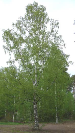 13 Kuva 4. Rauduskoivu (Betula pendula) (7.) 5.3 Eukalyptus Eukalyptus (Eucalyptus) esiintyy luontaisesti Australian, Papua Uuden-Guinean ja Itä- Indonesian alueella.