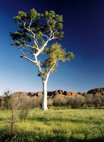 14 Kuva 5. Eukalyptus (Eucalyptus) (9.) 5.4 Akasia Akasia (Acacia) on kuivilla ja puolikuivilla alueilla levinnyt kasvisuku. Sillä on puuntuotannollista merkitystä luontaisesti erityisesti Afrikassa.