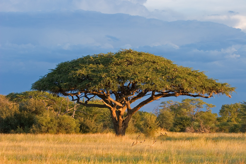 15 Kuva 6. Akasia (Acacia) (11.) 6 MASSAN VALMISTUS Massojen valmistusmenetelmä määritellään raaka-aineen sekä kuitujen käyttötarkoituksen perusteella.