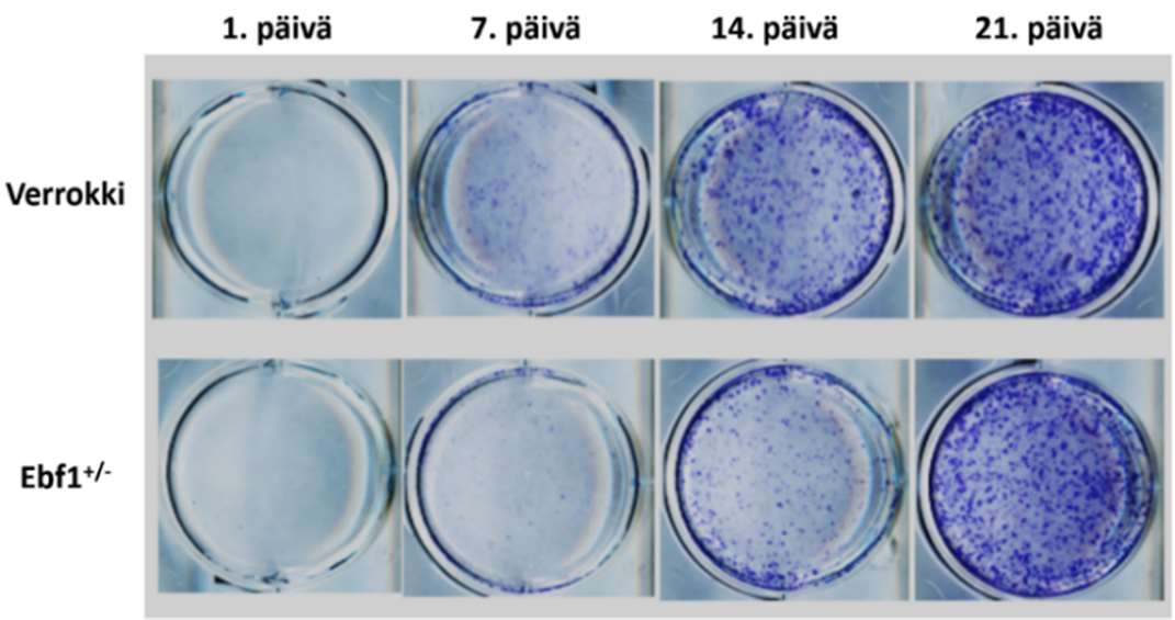 5.2 Ebf1-heterotsygoottihiiret in vitro 40 B 30 20 10 0 d0 d7 d14 d21 WT Ebf1 Kuva 5 Ebf1 heterotsygoottien (Ebf1+/-) hiirten soluja kerättiin kallonlakiluusta ja viljeltiin osteoblastierilaistumista