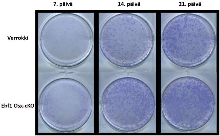 5.4 Konditionaalisesti poistogeeniset Ebf1-hiiret in vitro B 8 7 6 5 4 3 2 1 0 1. päivä 7. päivä 14. päivä 21.