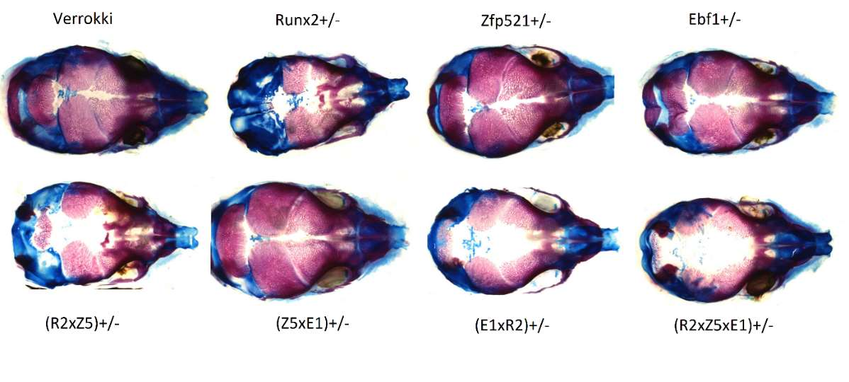 5.6 Ebf1, Runx2 ja Zfp521 in vivo 160000 140000 120000 100000 80000 60000 40000 20000 0 0-3 vrk 7-8 vrk Kuva 9 Kallonlakiaukion koko hiirillä, jotka ovat heterozygootteja Ebf1:n, Zfp521:n ja/tai