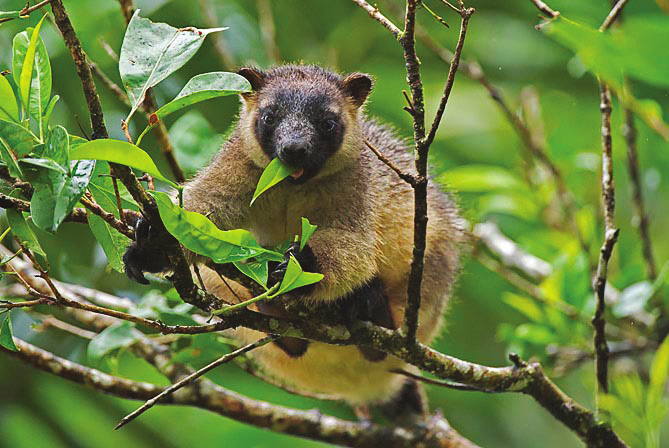 Suomen Kuvausmatkat oy AUSTRALIAN KIERTOMATKA Platypuksen voi bongata jokivarsien lampareista ja pihapiirissä vilistelee kenokanoja.