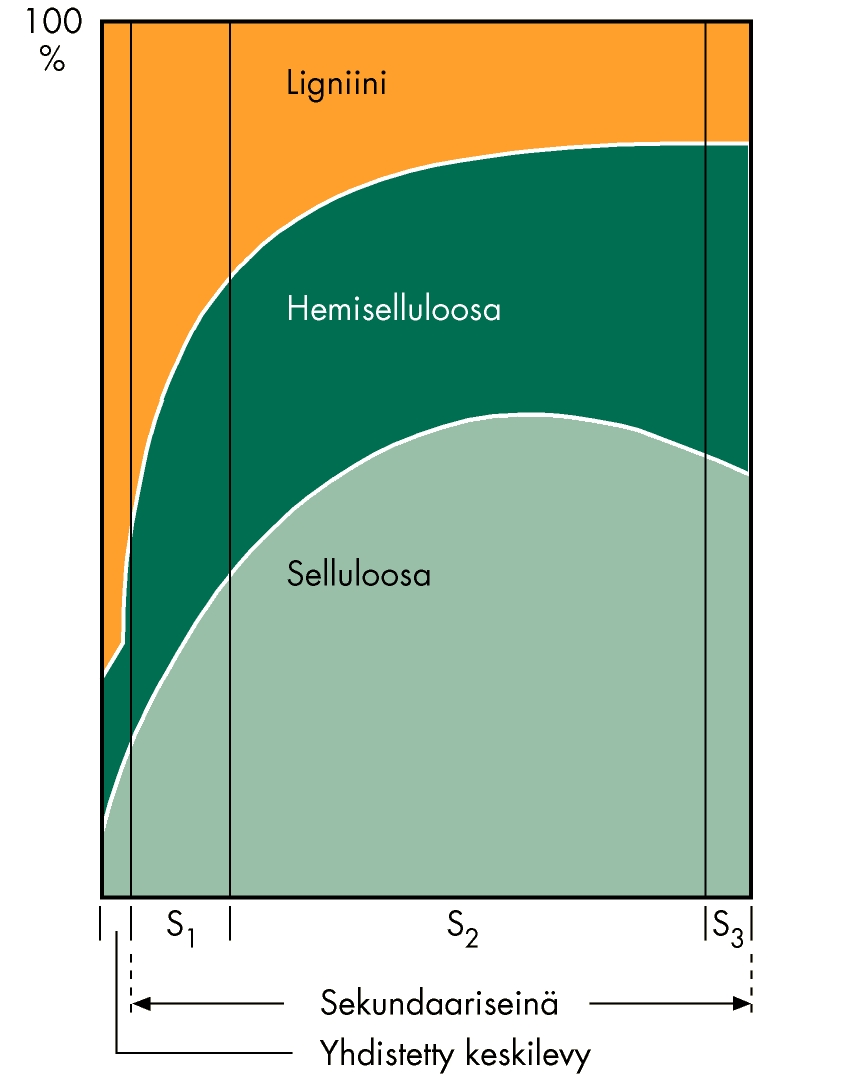 7 KUVA 7 Selluloosan, hemiselluloosan ja ligniinin pitoisuudet eri soluseinäkerroksissa (The Plant Cell / Soluseinä. Solubiologian luennot 2003, kasvitiede.2010).