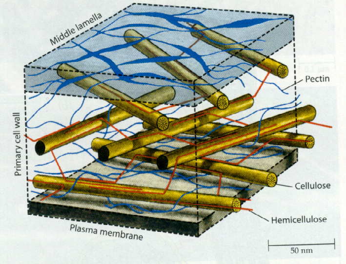 tärkkelys jne. Näiden osuus on noin 1 % pintapuussa ja 20 % sydänpuussa. (The Plant Cell / Soluseinä. Solubiologian luennot 2003, kasvitiede.