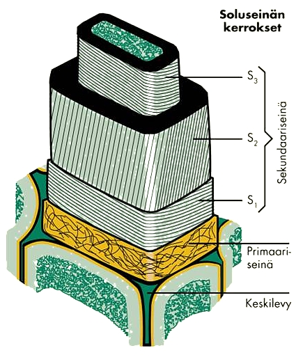 4 KUVA 3b) Soluseinän rakenne sekundääriseinä (The Plant Cell / Soluseinä. Solubiologian luennot 2003, kasvitiede.2010). Puun kuivapainosta on jopa 95 % seinämateriaalia.