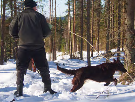 Tässä epävirallisessa noutajien kokeessa järjestettiin lauantaina voi-, avo- ja alo-luokat ja sunnuntai täyttyi alokkaista.