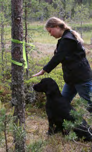 Tästä pentueesta jätin itselleni nartun ja sijoitin toisen, mutta päätin jättää kummatkin käyttämättä juoksukäyttäytymisen vuoksi.