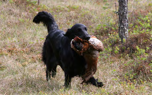 Tällä hetkellä meillä on kotona vain narttuja - kolme flattia ja yksi kultainennoutaja. Kasvatusperiaatteesi?