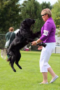 Karen Joyce Stranfaer Flatcoated Retrievers Vaikka ensimmäiset koirani olivat metsästyslinjaisia springerspanieleja, olen omistanut Stranfaer kennelin sileäkarvaisia noutajia mieheni Davidin kanssa