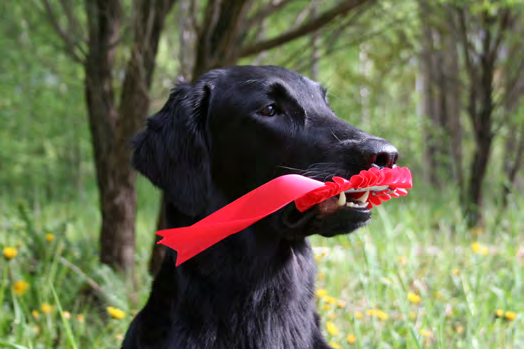 labradorinnoutaja urokset ja paras saukonhäntä Nina Skjelbred, Norja sileäkarvainen noutaja nartut ja ROP Eirin B Stenbro, Norja sileäkarvainen noutaja urokset Filip Johnsson, Ruotsi kultainennoutaja