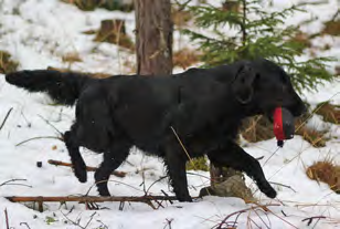 Sitten haettiin ensimmäiseltä paikalta dami ja palautuksen jälkeen koira lähetettiin toiselle paikalle.