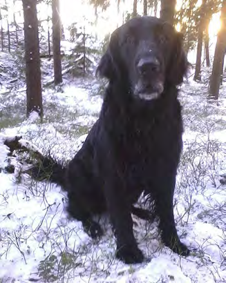 Huukon järkeilyn mukaan ne olisi kannattanut tuoda sieltä kaikki yhtä aikaa ja se lähtikin kaksi varista suussaan etsimään muita.