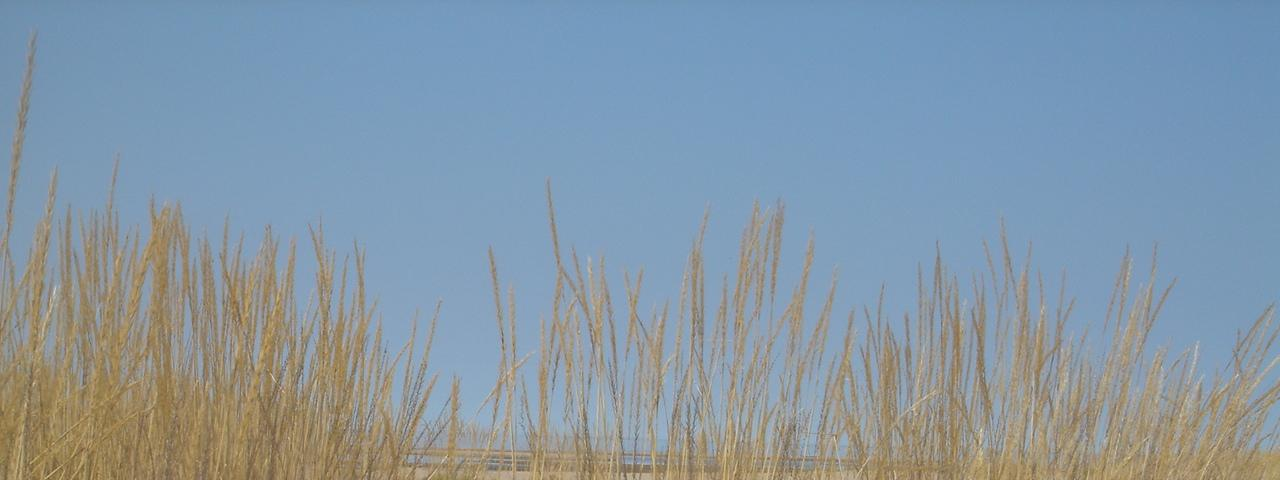 kasvittuneilla dyyneillä nadat korvaa metsälauha (Deschampsia flexuosa). Yleensä sammalet leviävät dyyneille ennen jäkäliä.