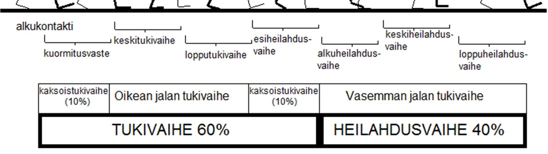 5 kasvaa suhteellisesti heilahdusvaiheeseen. Kun on päästy sellaiseen nopeuteen, että kaksoistukivaihetta ei enää ilmene, niin on siirrytty kävelystä juoksuun. (Perry - Burnfield 2010: 4-6.) Kuvio 2.