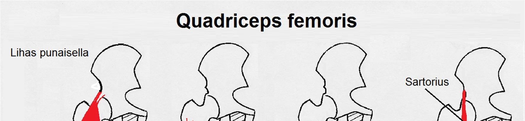 11 lihas, rectus femoris ylittää polven lisäksi lonkan nivelen ja vaikuttaa myös siihen.