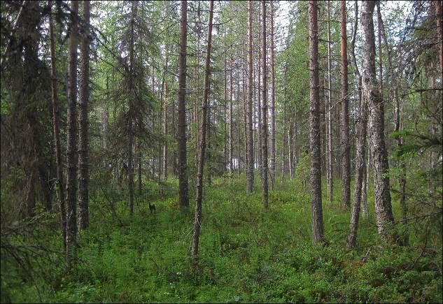 8 Rämeen itäpuolella Viiksimon pohjoisrannalla, maaston alkaessa hieman kohota, on mäntyvaltaista kuivahkoa kangasta. Puuston ikä on noin 50 vuotiasta. Vähäisessä määrin on hieskoivua sekapuuna.