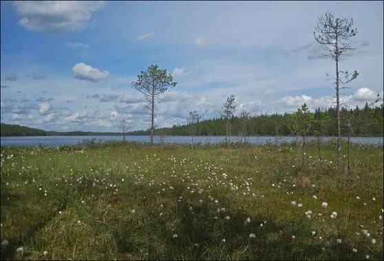 Siitä pohjoiseen ja koilliseen Särkisen pohjoispuolella metsäalueet ovat rannan läheisyydessä vaihtelevampia soistuneita nuoria kasvatusmetsiä, joissa mänty on valtalaji, mutta hieskoivua ja kuusta