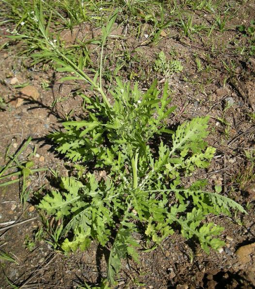 org/wiki/ File:Persicaria_perfoliata_04.