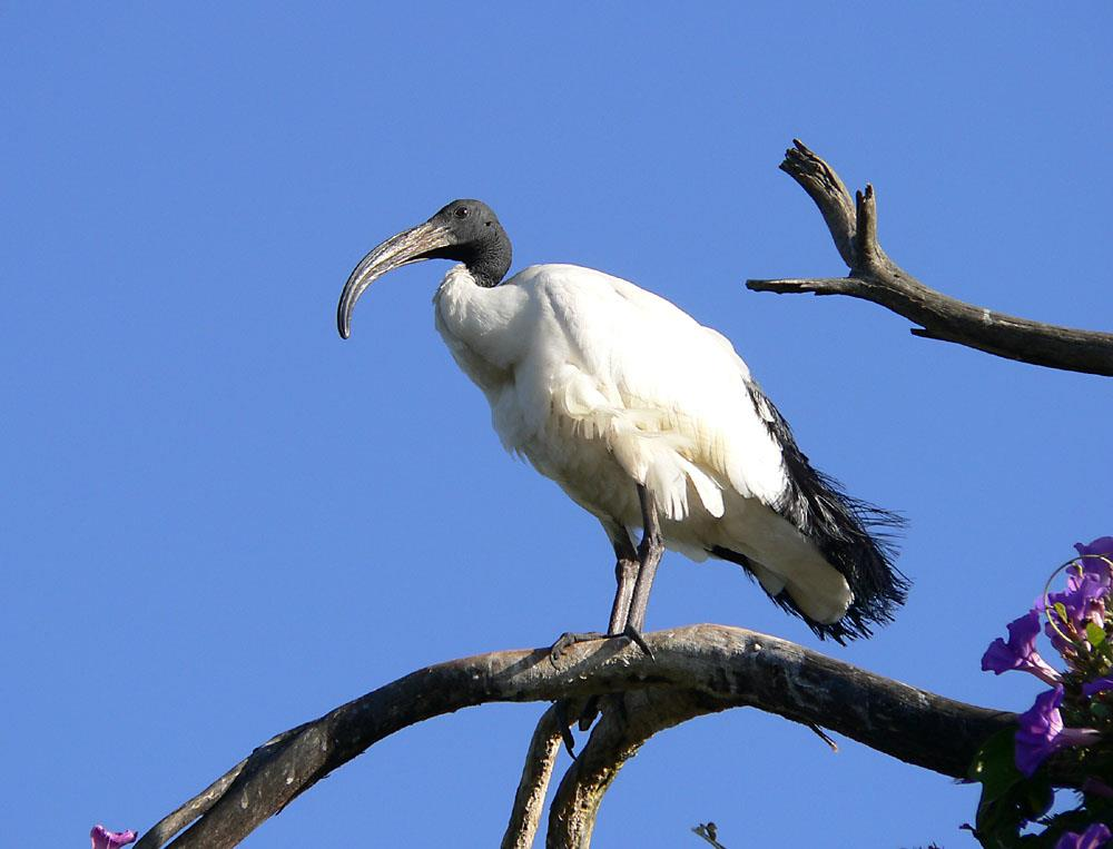 Linnut (3 lajia) Intianvaris Intianvaris Kuparisorsa Pyhäiibis Kuparisorsa By DickDaniels (http://carolinabirds.