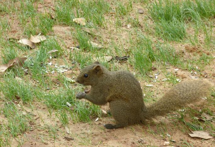 Nisäkkäät II (9 lajia) Oliiviselkäorava Iso-orava Harmaaorava Siperianmaaorava Oliiviselkäorava By