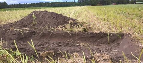 Pienemmillä panoksilla parempi sato Viljelykierron monipuolistamisella voidaan