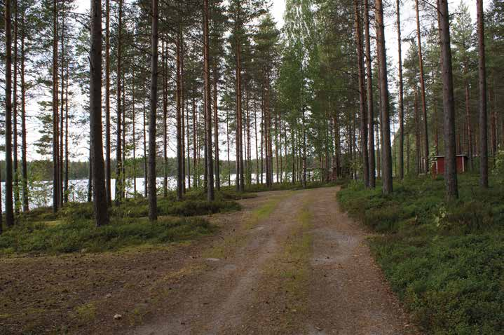 Kuva 18-25. Hankajärven leirintäaluetta Hankajärven koillisrannalla Karstulantien läheisyydessä.