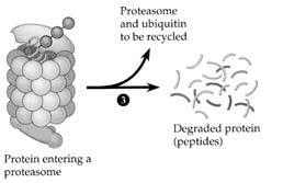 Proteiinin hajoaminen 1 Vaihe 1 Proteiinin