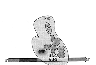 Upstream nucleotide sequence distinguishes initiation