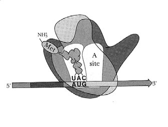 Initiaatio 4 70S initiation complex (ready for elongation) Proteiinisynteesi... 2.