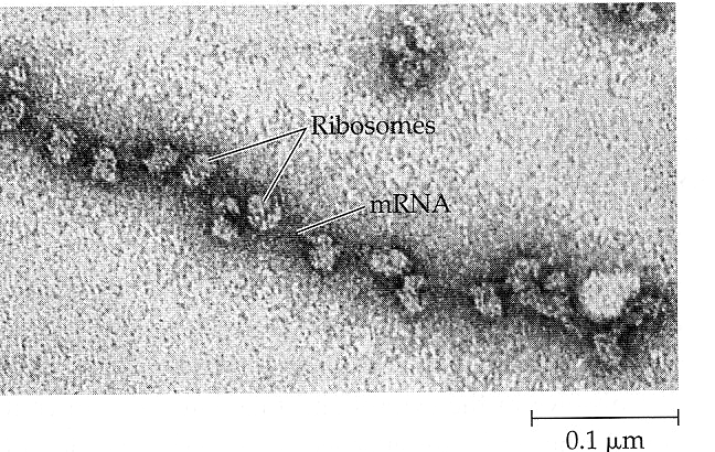 Vielä kerran proteiinisynteesin vaiheet yhdessä kuvassa Growing polypeptide Completed polypeptide Incoming ribosomal subunits Start of mrna (5