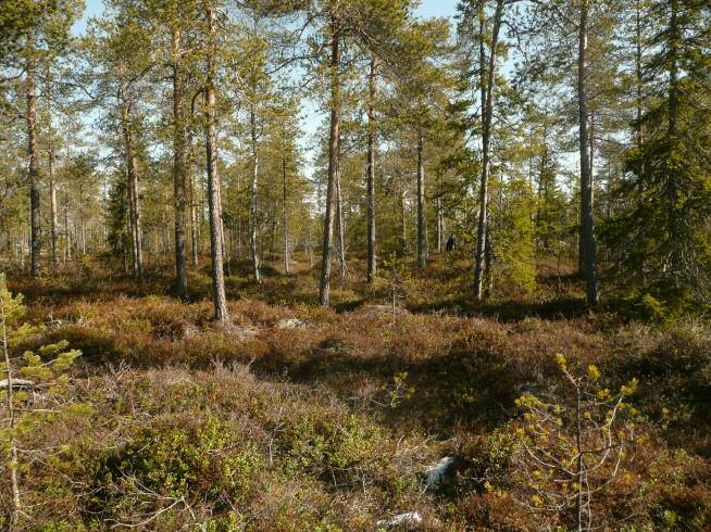 3 Inventointi Maastotyön suorittivat arkeologit Hannu Poutiainen ja Tapani Rostedt 6.5.2010. Oppaana maastotyössä oli Hannu Kemiläinen TuuliWatti Oy:stä.