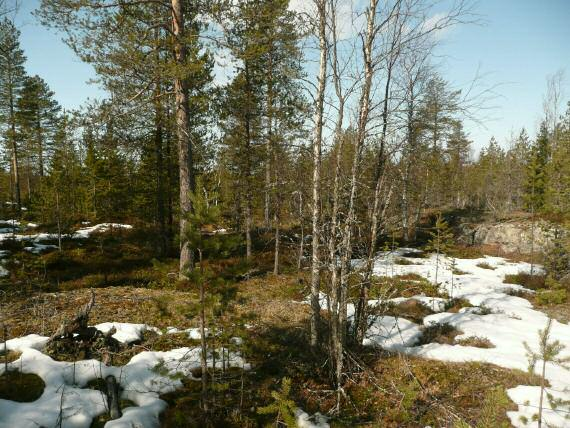 vihreällä, suunnitellut