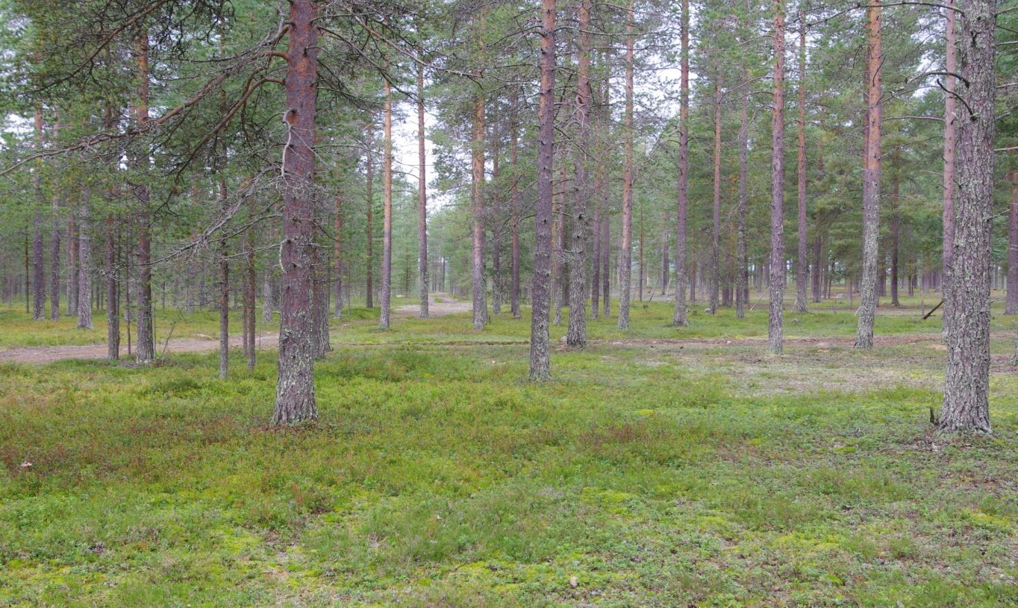 Ylitornion kunnassa oli kolme harjututkimuksen arvokasta harjualuetta ja kaksi