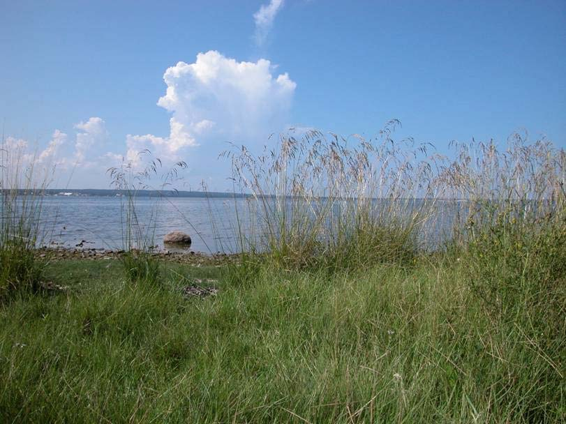 Tall fescue From Europe to US in the end of 19th century