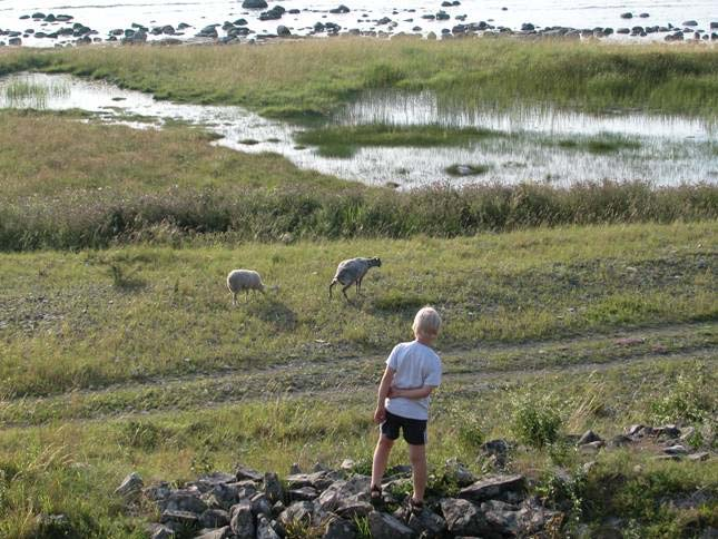 Seashores, ditch edges, roadsides Cultivation in