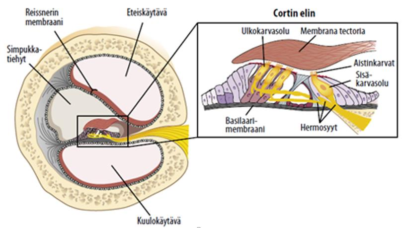 liittyvää basilaarikalvoa.