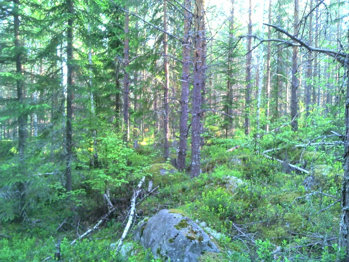 7 (32) Kuva 3 Alueelle tyypillistä nuorta kuivahkon kankaan männikköä. Huomattava osa selvitysaluetta on ojitettua suota, joka on eriasteisesti muuttunut turvekankaiden suuntaan ja kasvaa nyt mäntyä.