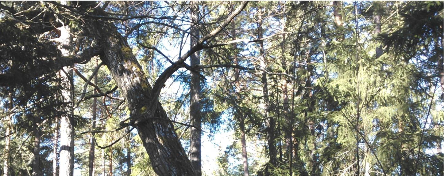 3. MAANKÄYTTÖ JA SUUNNITTELUTILANNE Suunnittelualueella on vahvistettu maakuntakaava (2013) ja osayleiskaava (2008).