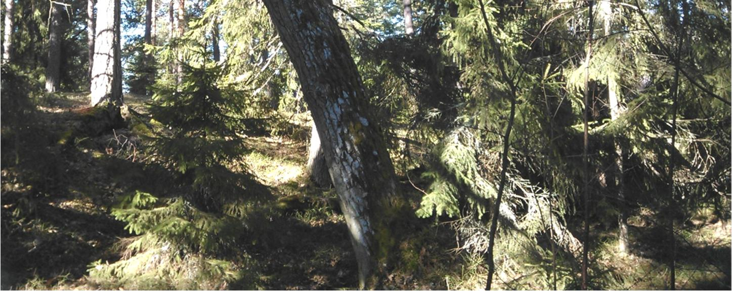 Natura 2000-tietolomakkeen mukaan suojelu perustuu luontodirektiivin luontotyyppeihin: Runsaslajiset jäkkiniityt (6230) 5%, Runsaslajiset kuivat ja tuoreet niityt (6270) 40% sekä Hakamaat ja