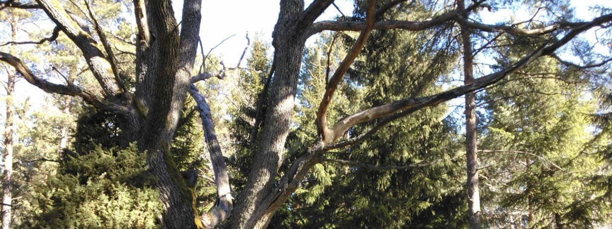 Tontti 2 Tontin 2 luonnonarvojen puolesta huomionarvoisin alue noin kolmasosa kuuluu Natura 2000-alueeseen Ajolan laitumet.
