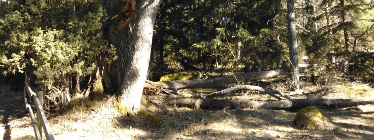 Kenttäkerrokseen kuuluvat mm. mustikka, puolukka, kevätpiippo, kallioimarre, metsäimarre ja metsäalvejuuri. Kivikkoisessa rannassa kasvaa nuorehkoa tervaleppää.