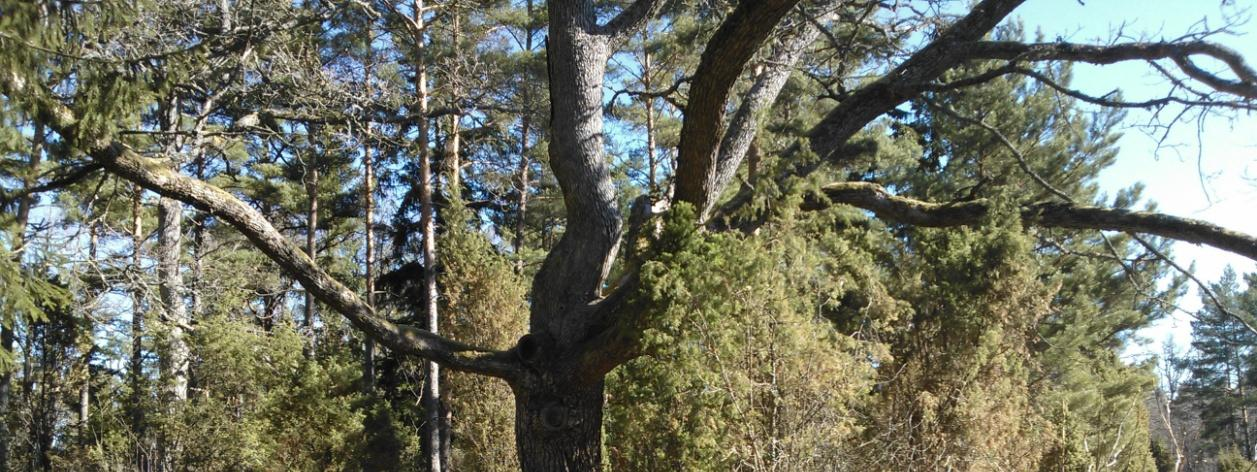 Natura-alueen länsireunalla tontilla 2 kasvaa runsaasti