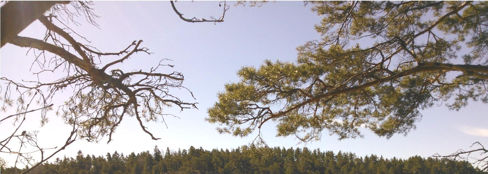 Pääosa tontista on mustikkatyypin (MT) kangasta, jossa kuusen, männyn ja koivun lisäksi kasvaa yksittäisiä tammia, joiden halkaisija on noin 30-40 cm.