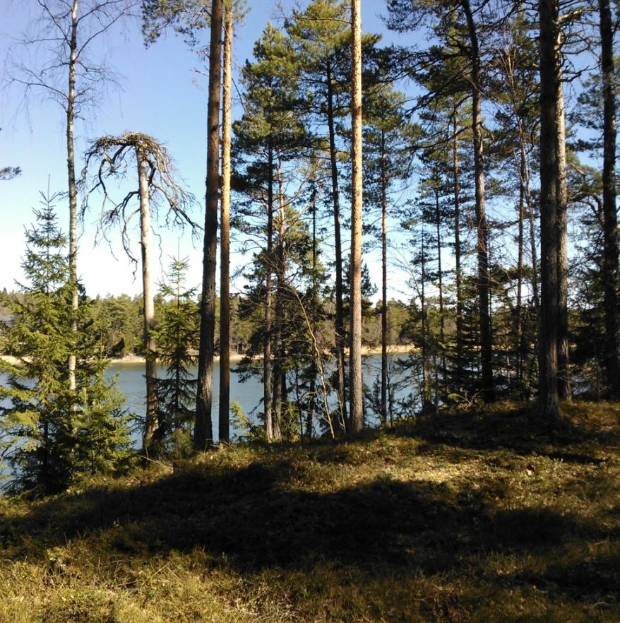 Tonttien 6 ja 7 väliin jäävä luonnontilainen kangasmetsä, jossa on vähän kelopuuta. Tontti 7 Tontin 7 metsää on osittain harvennushakattu. Oleva puusto koostuu männystä, koivusta ja kuusesta.