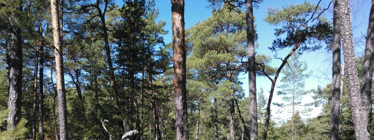 Kuvion 9 luonnontilaista kangasmetsää kelopuineen