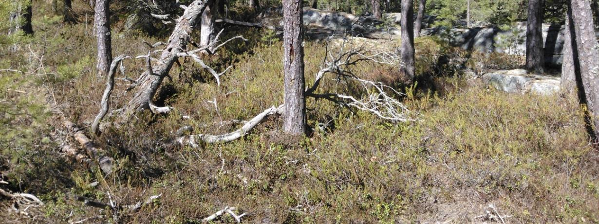 Kuvion 9 länsiosan harvennushakattua talousmetsää.